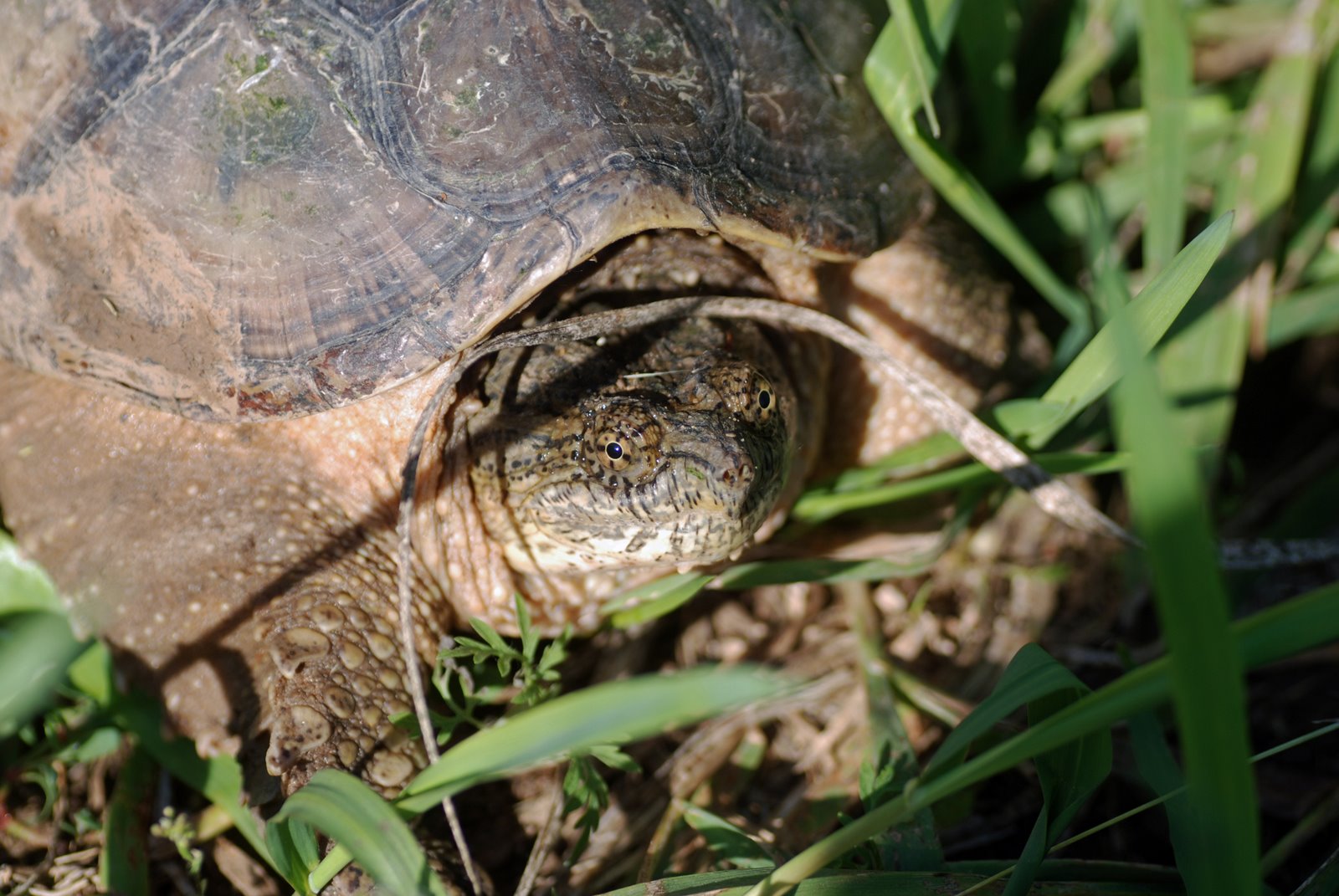 [snapping+turtle.jpg]