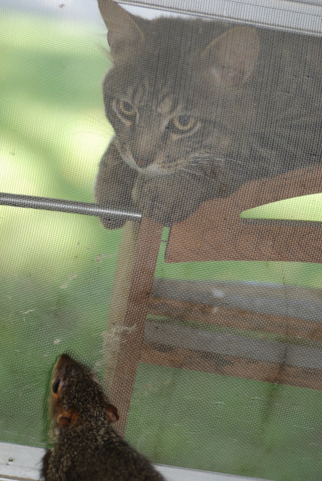 [squirrel+2008+005.jpg]