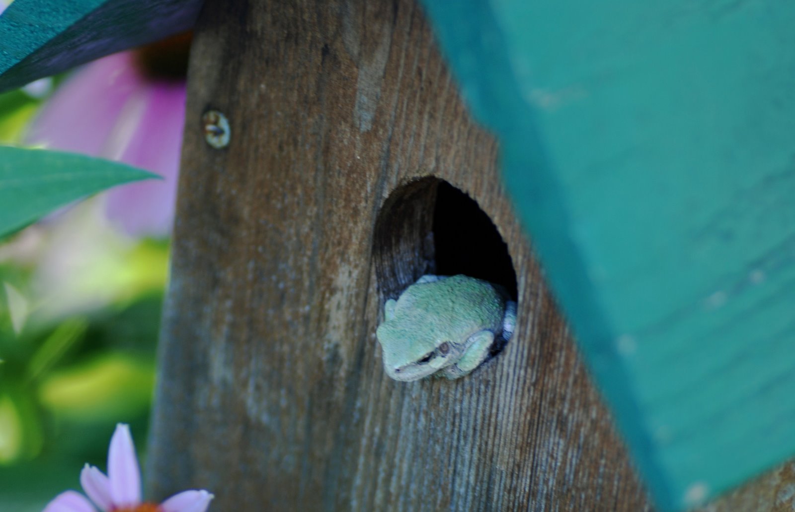 [tree+frog.jpg]
