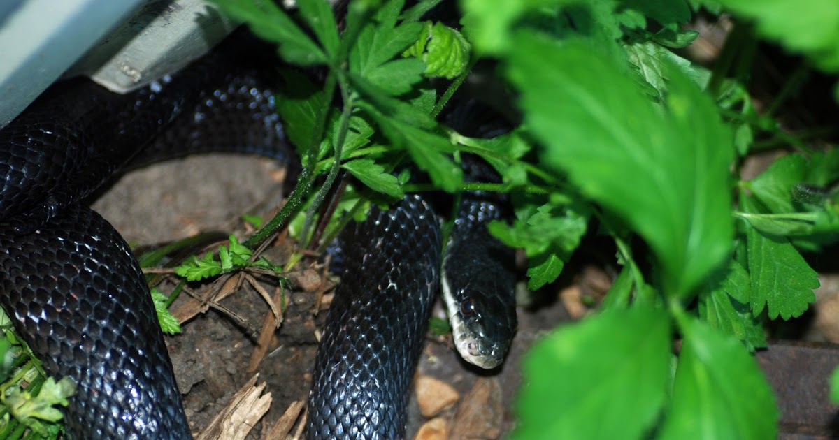 Explore Missouri Black Rat Snake