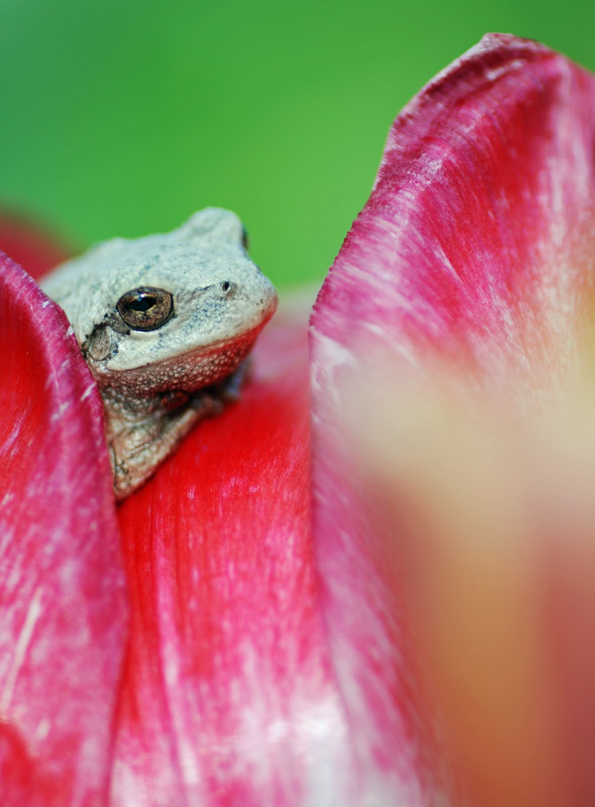 [tree+frog+tulip.jpg]