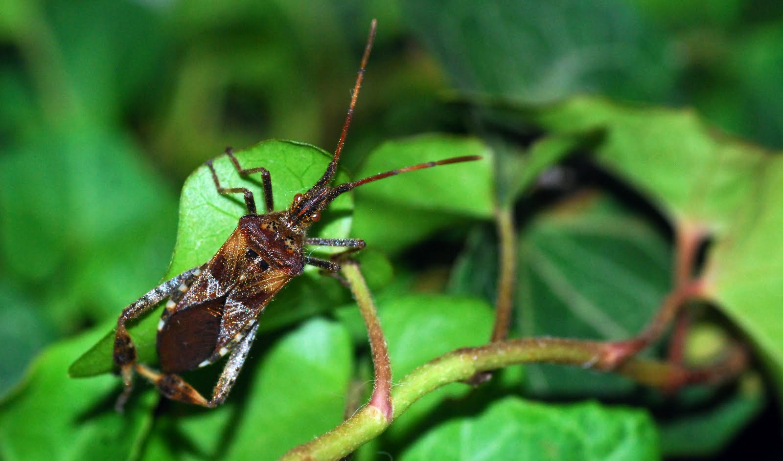 [leaf+footed+bug+4.jpg]
