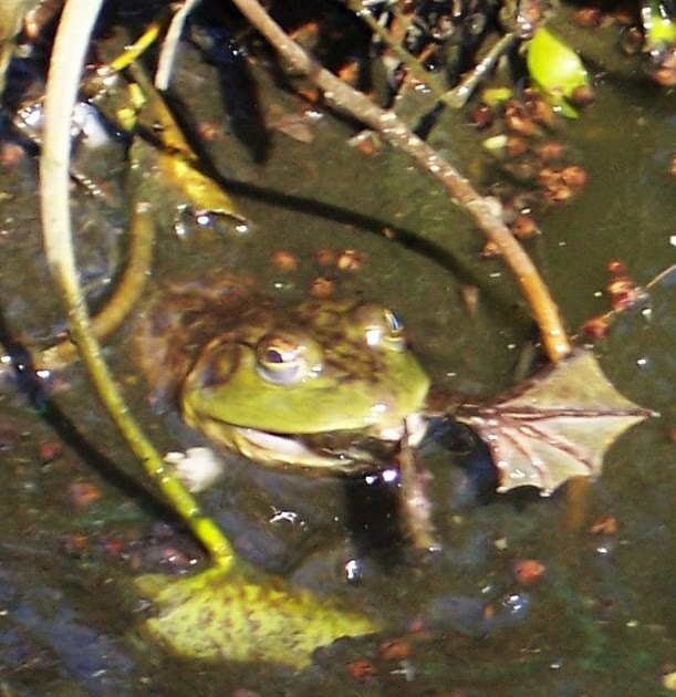 Explore Missouri Bullfrogs