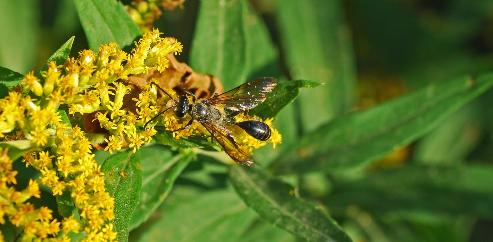 [tinythreadwaistedwasp.jpg]