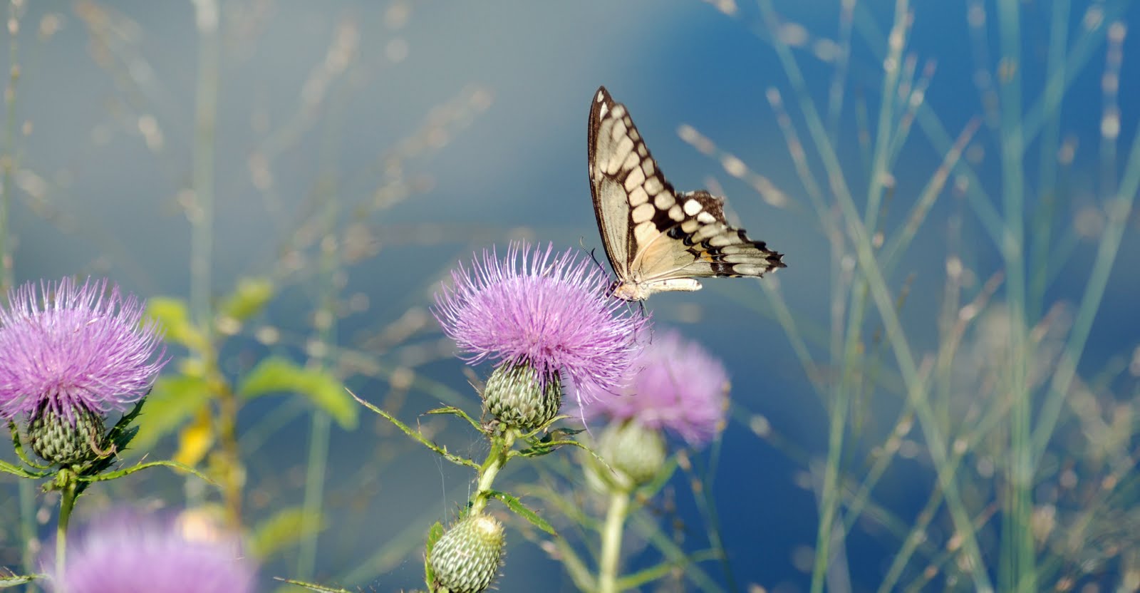 [giant+swallowtail.jpg]
