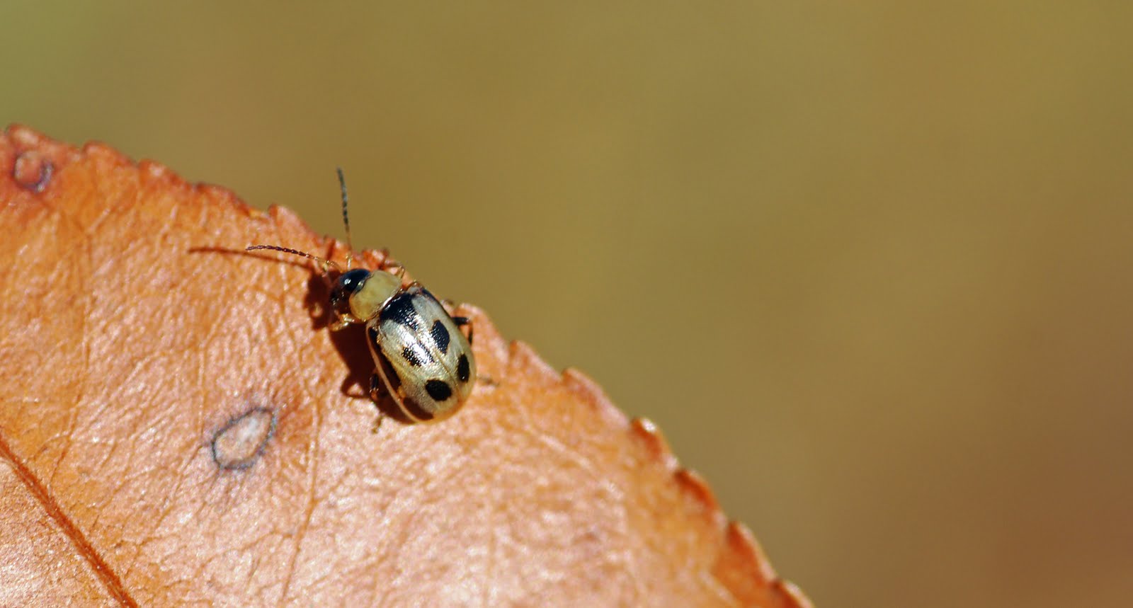 [bean+leaf+beetle+3.jpg]