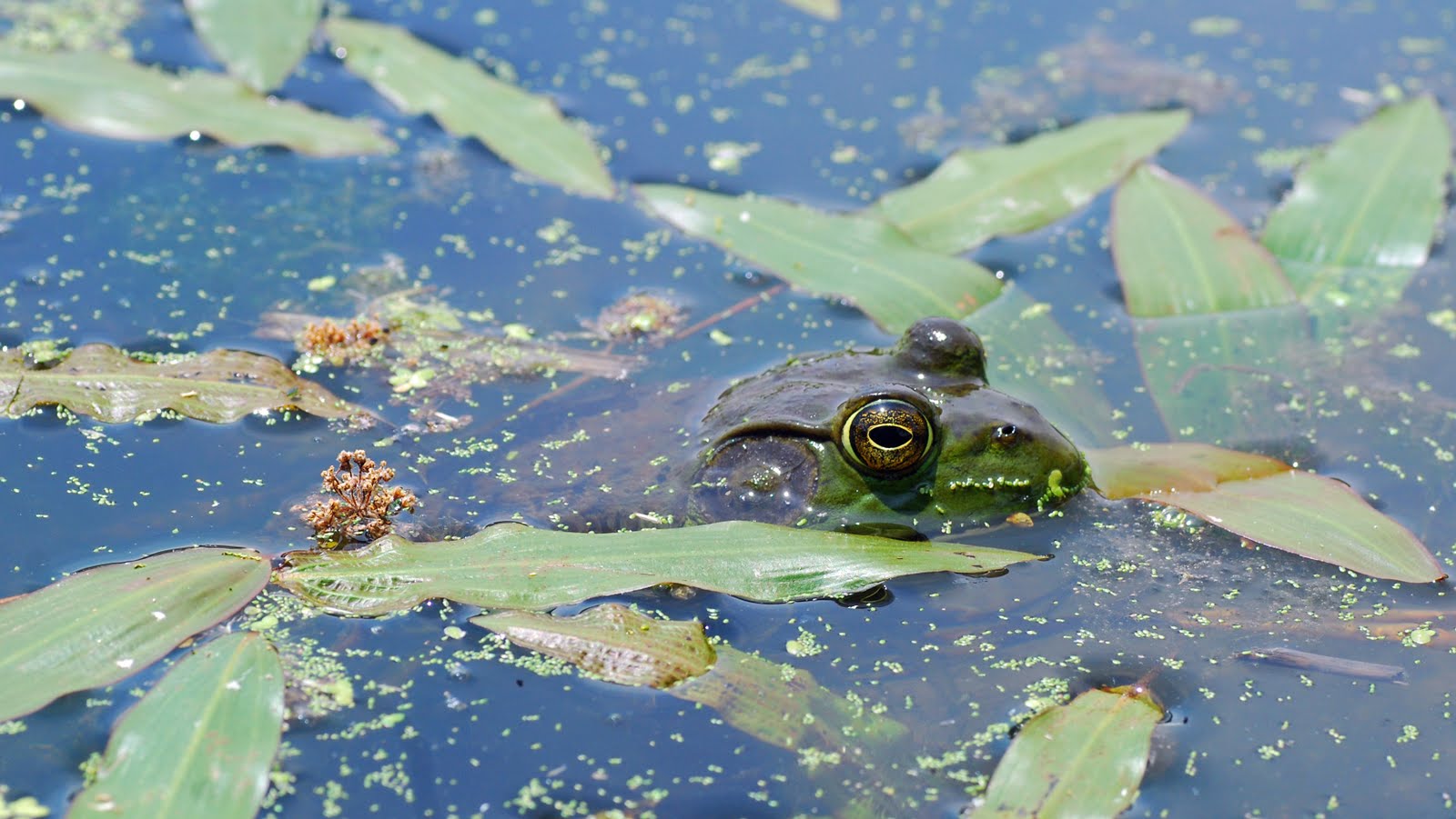Explore Missouri Bullfrog