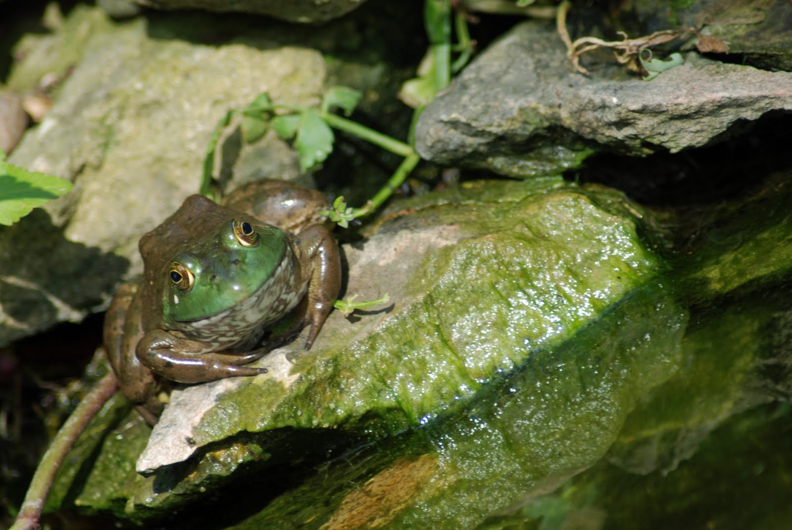 Explore Missouri Bullfrog