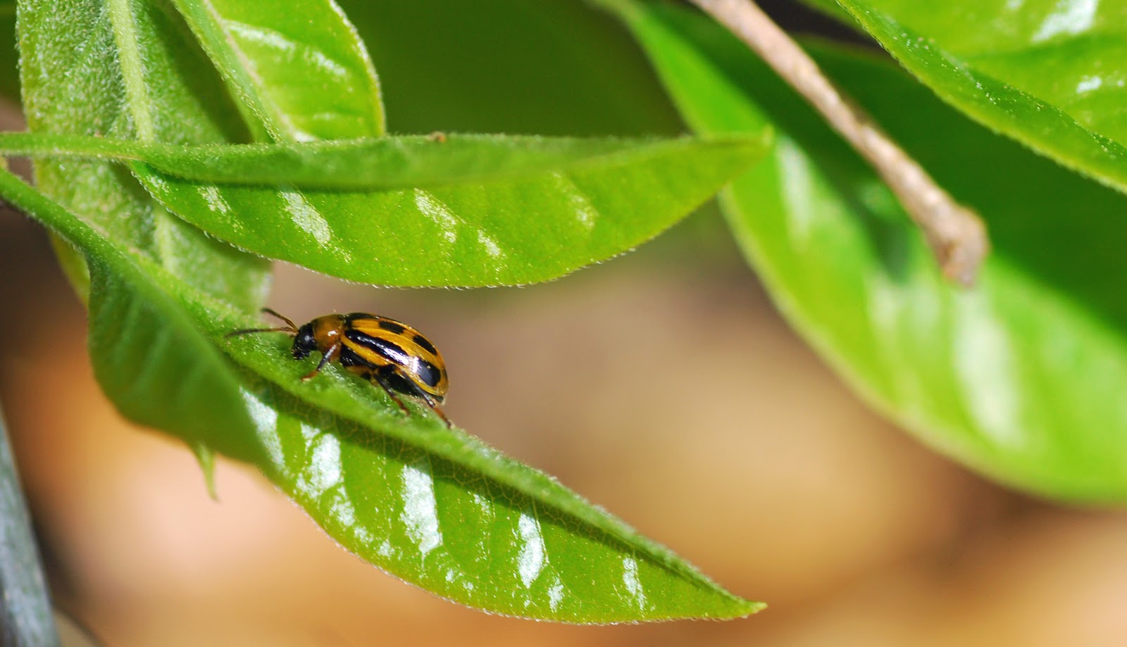MObugs BeanLeaf Beetles