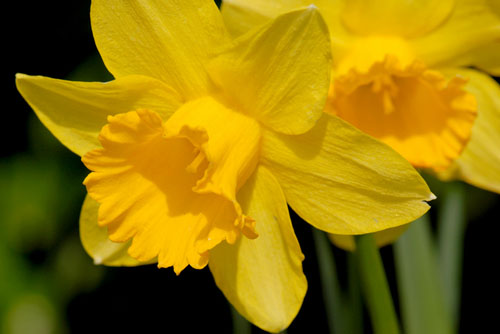 [daffodil2.jpg]
