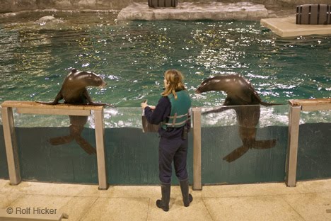 Representation of Animals in West Edmonton Mall: History of WEM ... Representation of Animals in West Edmonton Mall: History of WEM ...