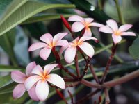 [Frangipani_Flowers.jpg]