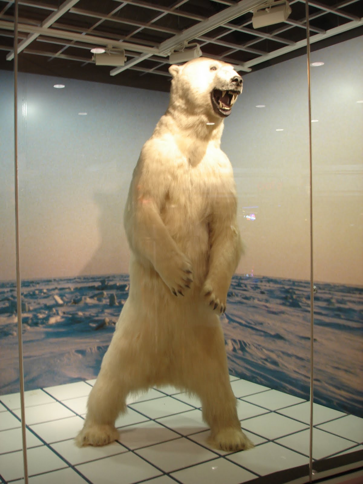 Fairbanks airport stuffed polar bears Message Board