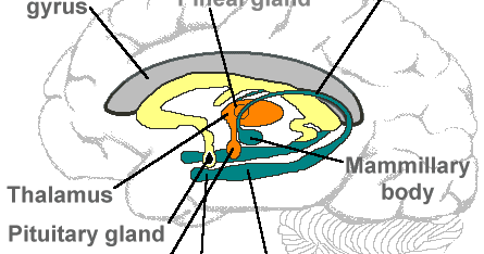 limbic system