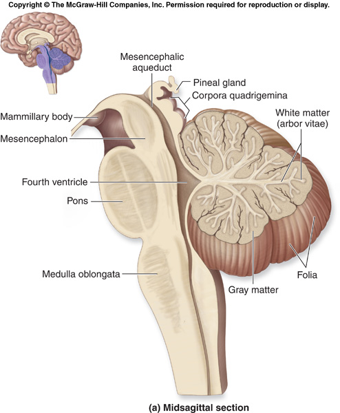 cerebellum parts
