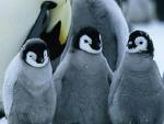 [penguin.jpg]