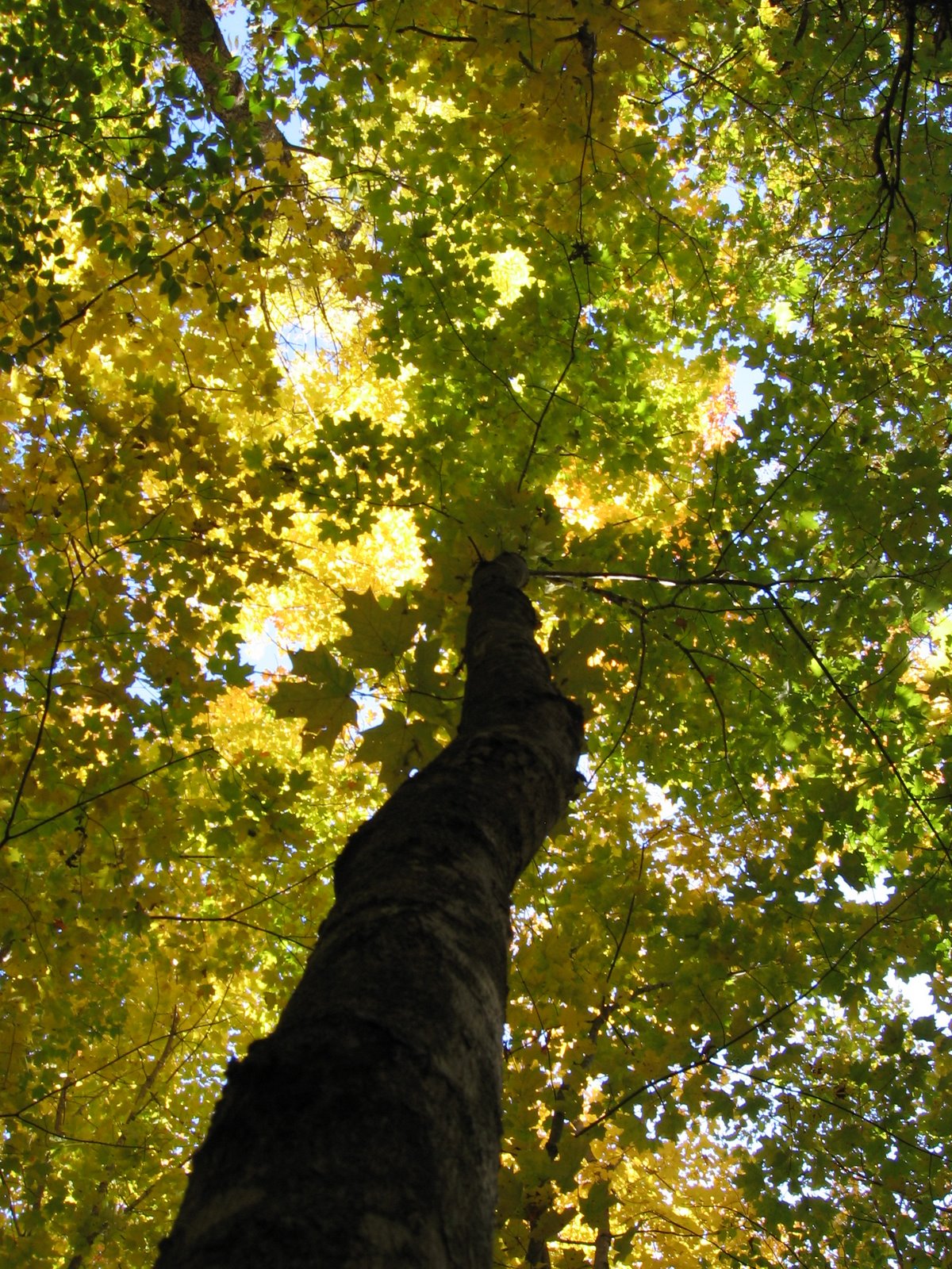 [Tree6.JPG]