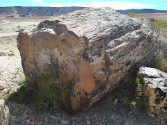 Bosques Petrificados