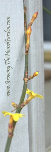 [Winter Blooming Jasmine 3-2010-3 Small Picture.jpg]