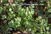 Cilantro in the Vegetable Garden
