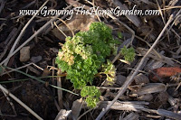 Parsley in the Vegetable Garden