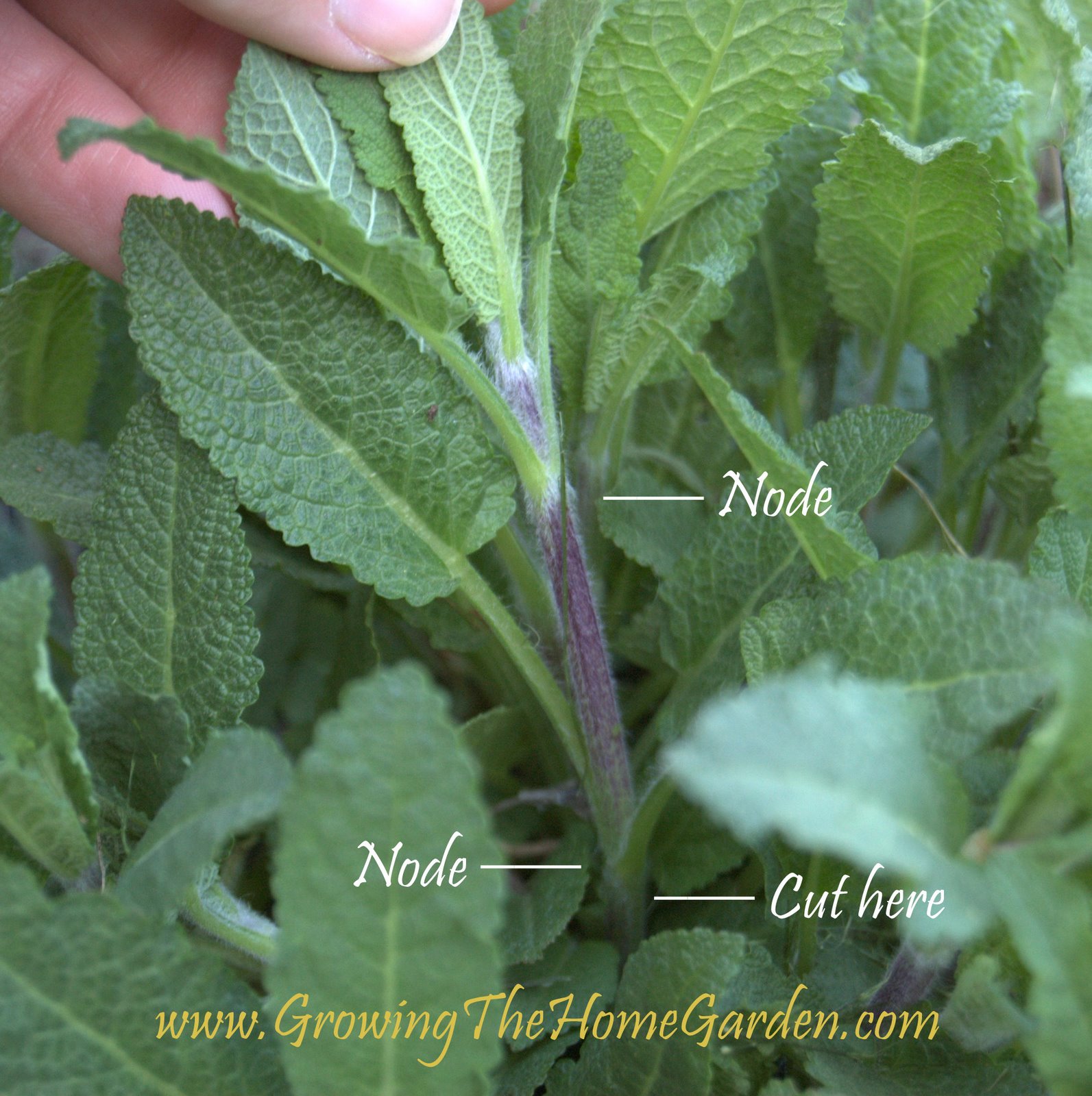 How To Propagate Salvia from Cuttings Growing The Home Garden
