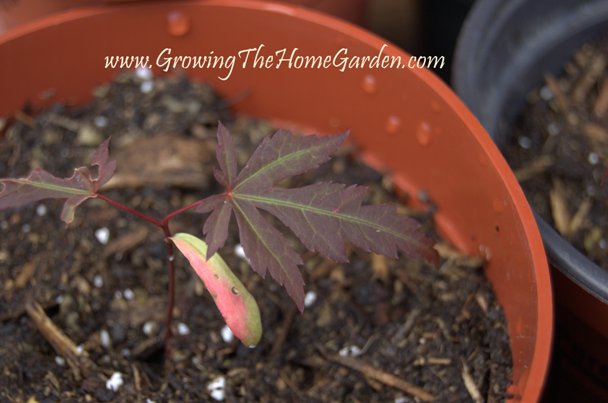 maple seedlings maple seedlings