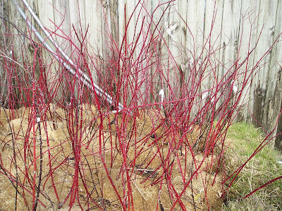 Red+twig+variegated+dogwood+bush