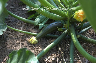 First Zucchini