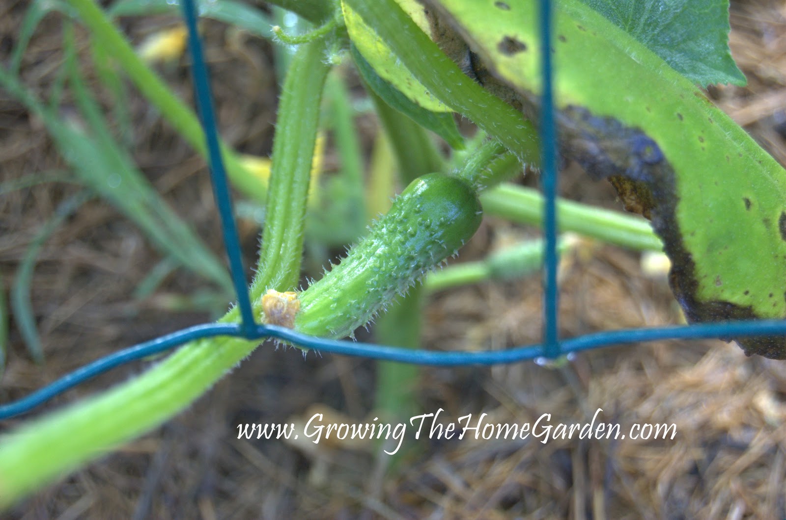 http://2.bp.blogspot.com/_Oyjs043Crqg/TBturJIVq9I/AAAAAAAAIrE/Z0ix9ObYt_0/s1600/Cucumber+in+Raised+Bed+6-2010-1.jpg