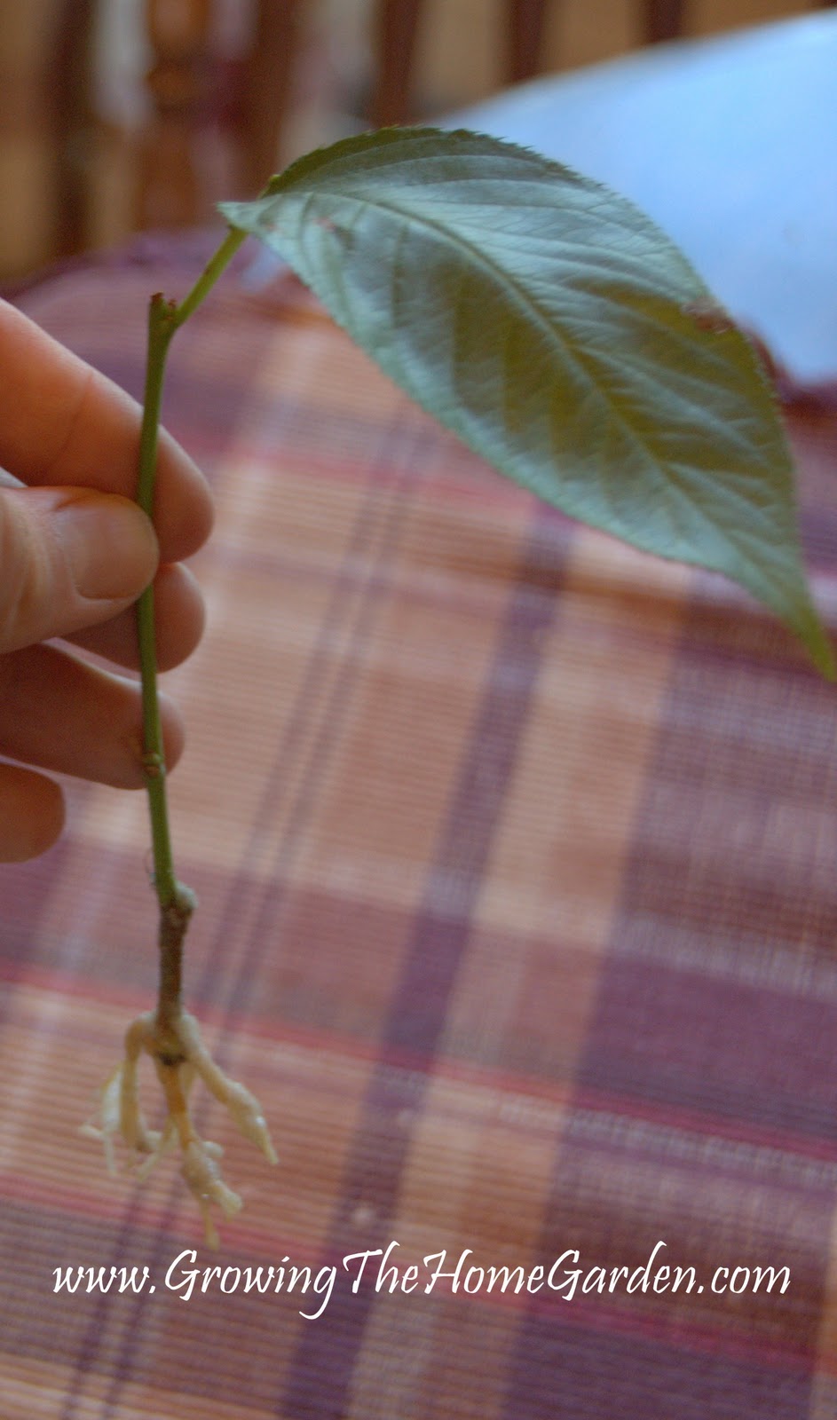 Propagating A Yoshino Cherry from Cuttings Growing The Home Garden