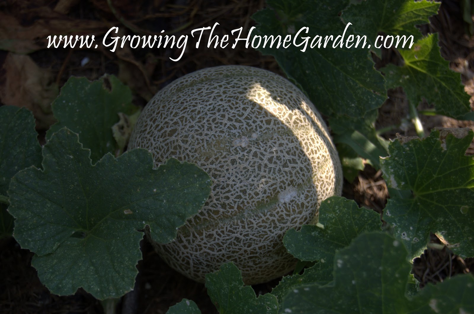Vegetable Garden Melons and Peppers Growing The Home Garden