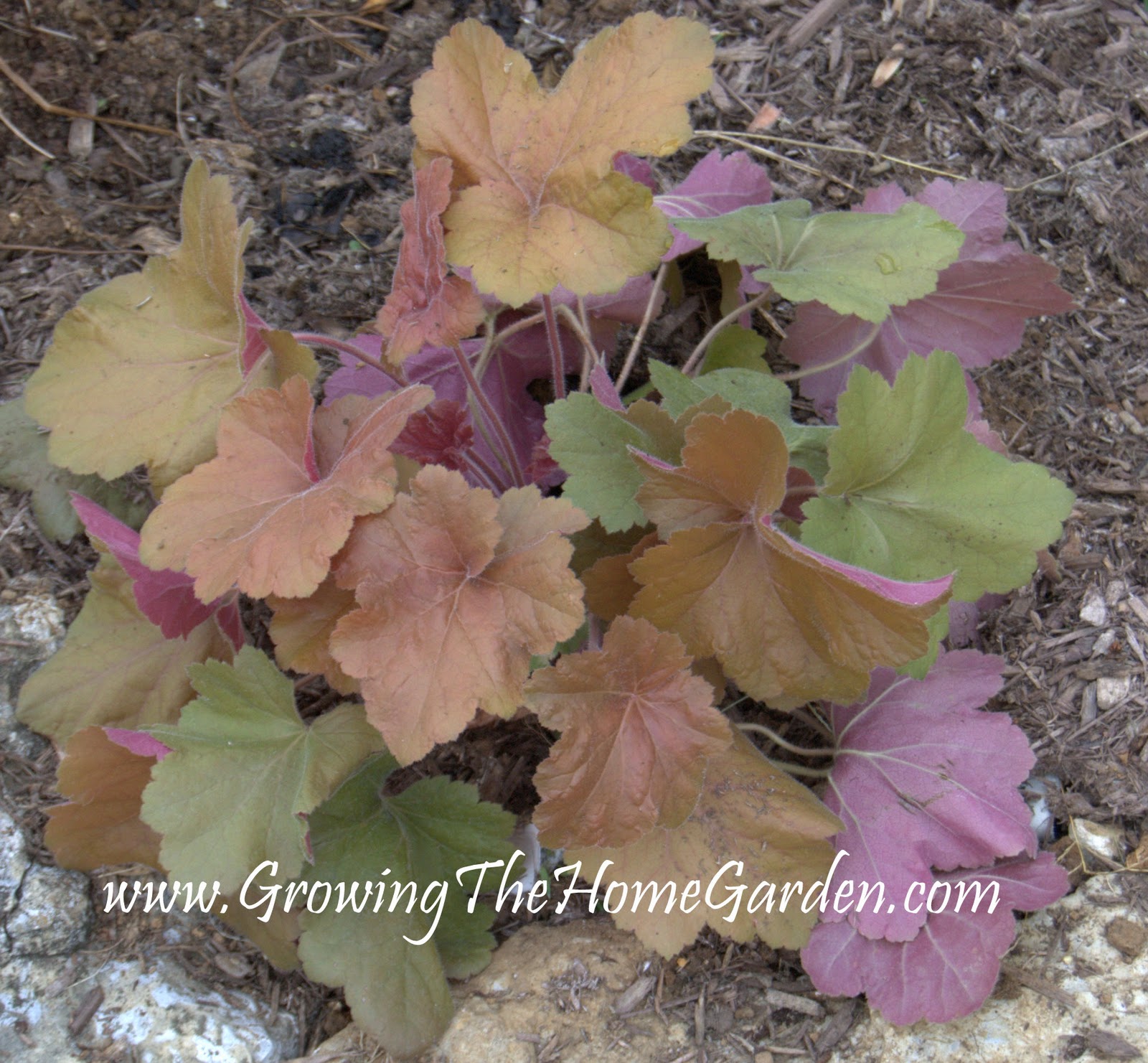 Yesterday I Robbed Lowe S Growing The Home Garden