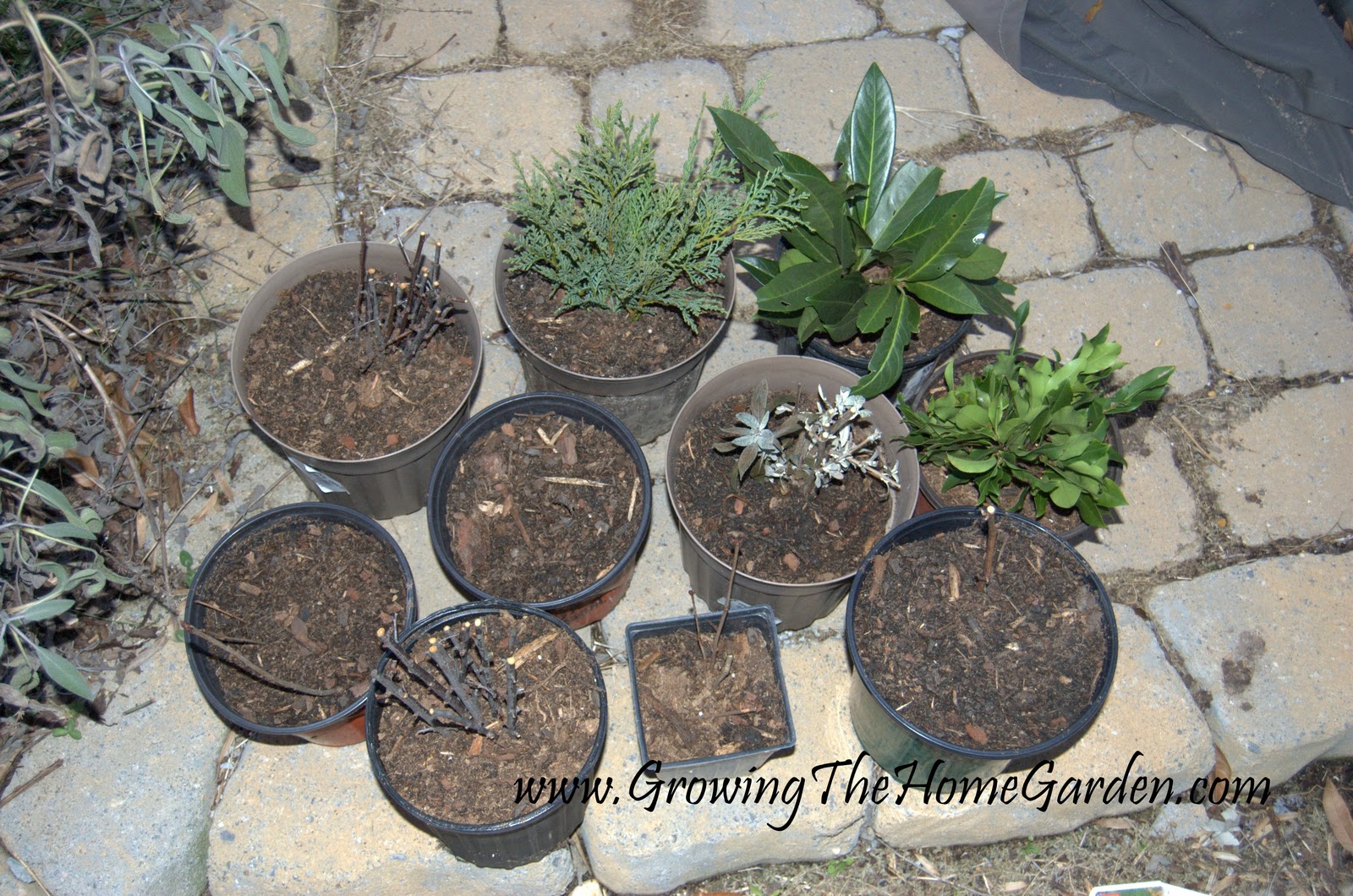 Garden Insanity Sad Sand Cherry