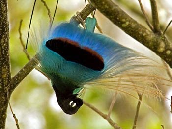 [aves+do+paraiso..bmp]