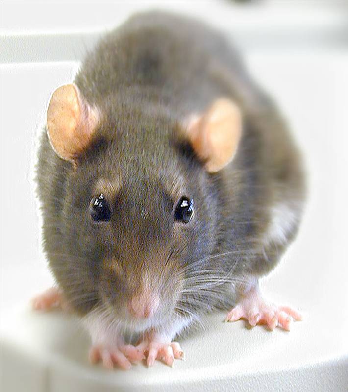 [rat2.jpg]