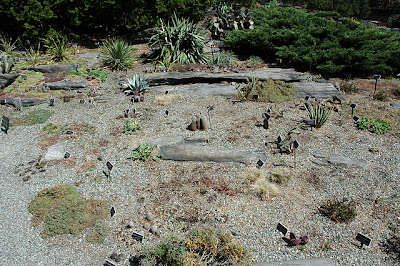 View of cactus bed