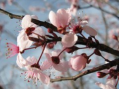 [cherry+blossoms.jpeg]