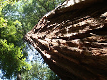 The Sermon Tree