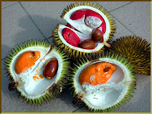 Red-Fleshed Durian/Merahan/Tabelak