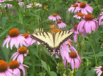 Butterflies in Butterfly Garden
