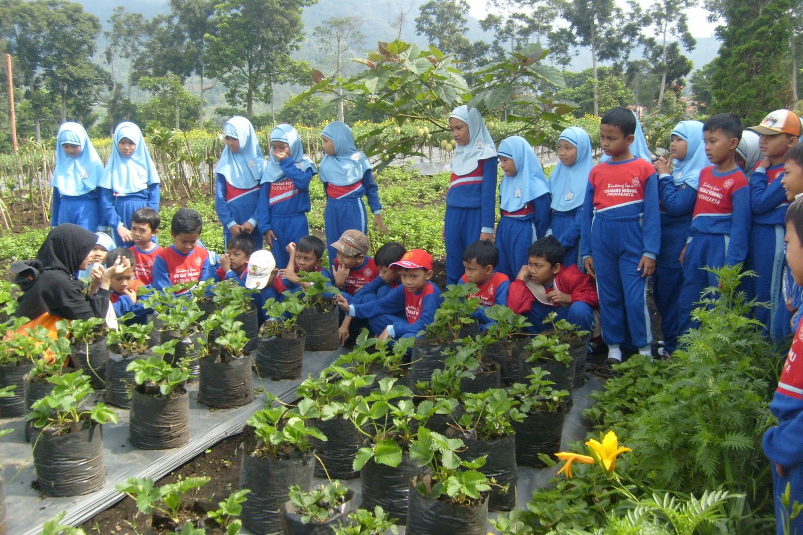 my colourful world wisata ke farmer bandung my colourful world wisata ke farmer bandung