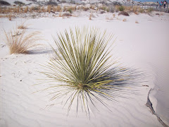 Desert Flora