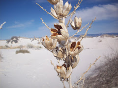 Yucca seed pods
