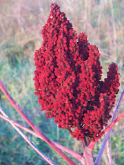 Red Sumac on the Blue Ridge