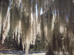 Spanish moss