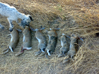 bozcaada avcilari ada tavsani avi