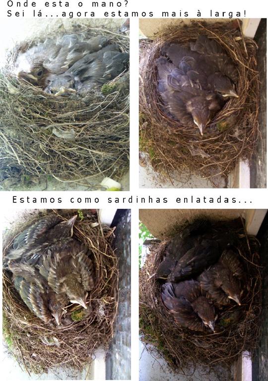 [Agora+já+são+só+dois...+(Large).jpg]