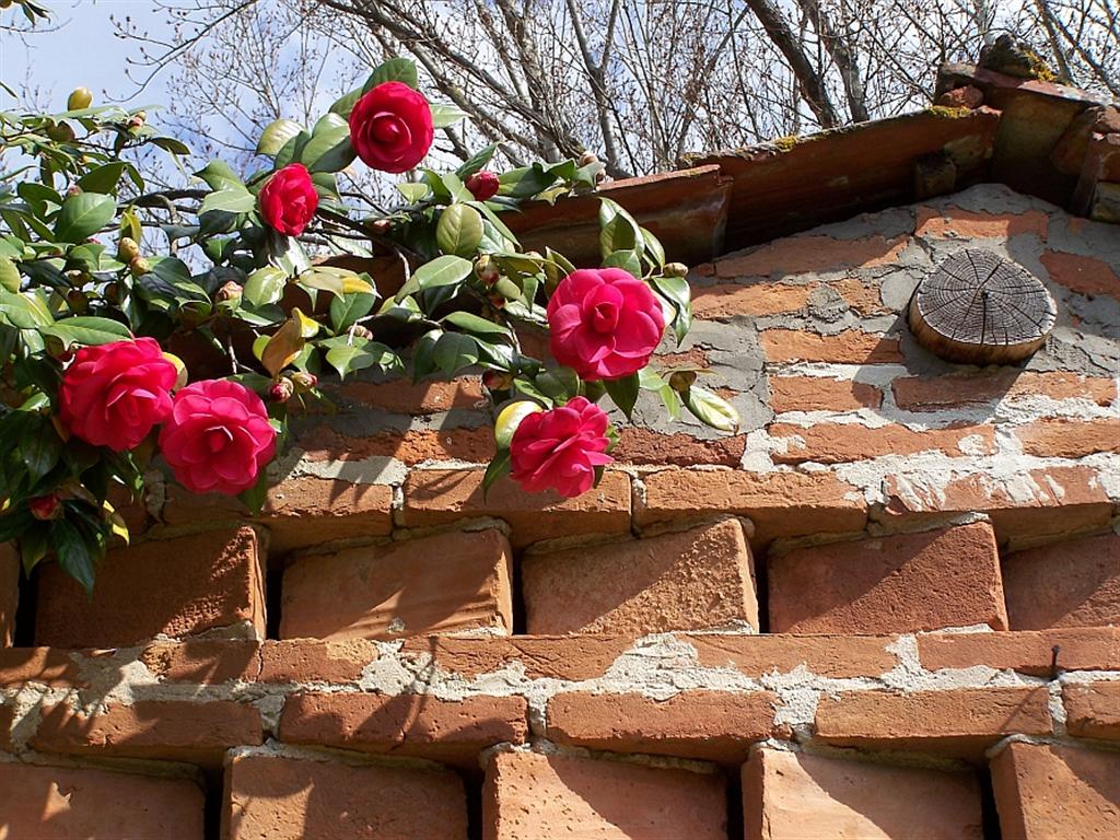 [celeiro+(Large).JPG]