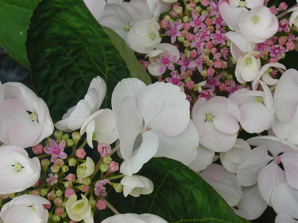 [DSC09971+(Large).JPG]